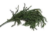 Erikamoos praep. GRÜN 600 g