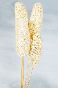 Luffa mit Stiel WEISS-gebleicht 14 100 St.