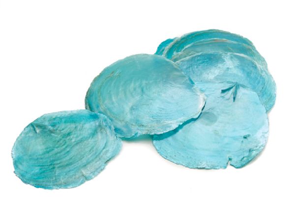 Perlmuttscheibe TÜRKIS SC9855-19 ca. 5-10cm  500g