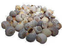 Muschel-Naturdeko-Mix NATUR 496322 330g  ca. 60 Teile